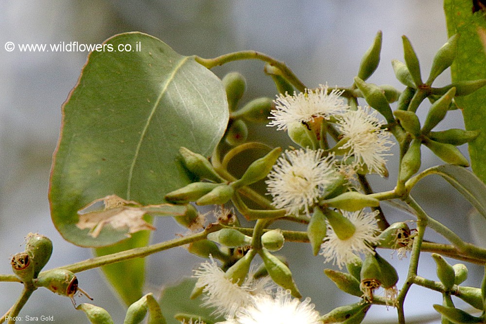 Eucalyptus moluccana